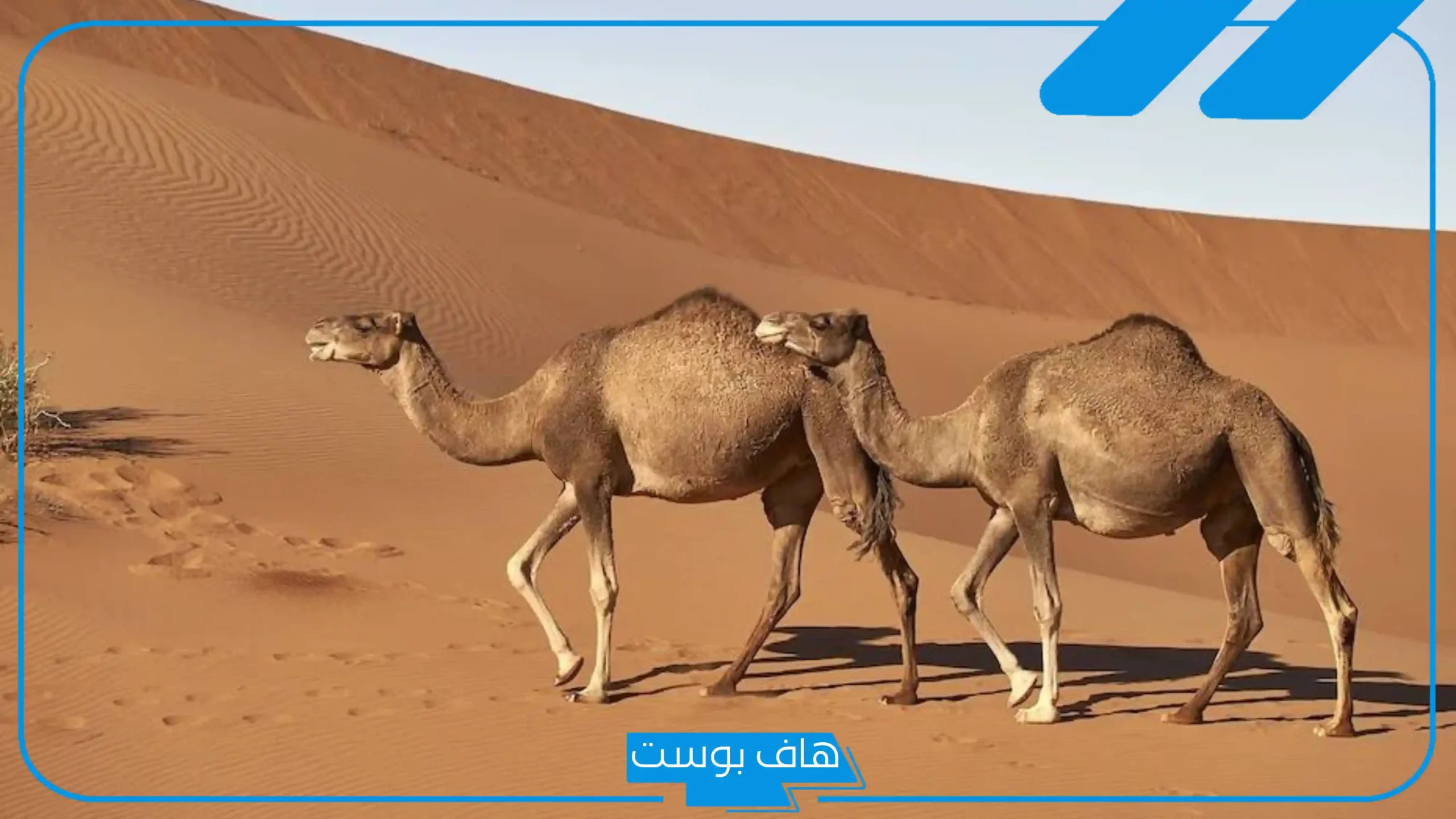 تفسير حلم الجمل يلاحقني في المنام ويركض خلفي ويعضني