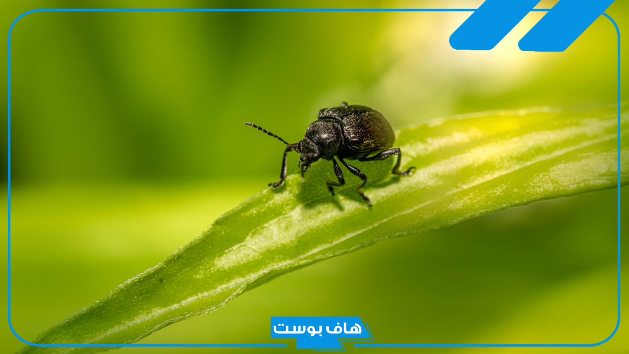 تفسير حلم الخنفساء السوداء في البيت للعزباء والمتزوجة لابن سيرين