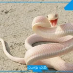 تفسير حلم الحية البيضاء في المنام ورمزها لكبار المفسرين