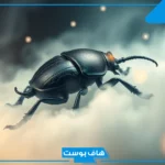 تفسير حلم الخنفساء السوداء في البيت للعزباء والمتزوجة لابن سيرين
