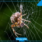 رمز العنكبوت في المنام للعزباء والمطلقة والمتزوجة لابن سيرين