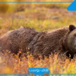 تفسير حلم الدب الأبيض في المنام للرجل والمتزوجة والعزباء لابن سيرين