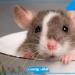 تفسير حلم الفئران في البيت للرجل والمراة المطلقة لابن سيرين