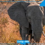 تفسير حلم الفيل في المنام للرجل والمرأة المتزوجة لابن سيرين