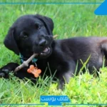 تفسير حلم رؤية الكلاب السوداء في المنام داخل البيت والخوف منها
