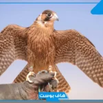 تفسير حلم الصقر في البيت للرجل والعزباء لابن سيرين