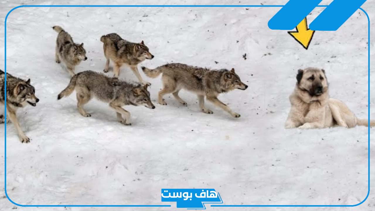 تفسير حلم رؤية هجوم الذئب في المنام لكبار المفسرين
