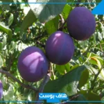 تفسير حلم رؤية البرقوق في المنام أصفر وأسود وأكله للمتزوجة