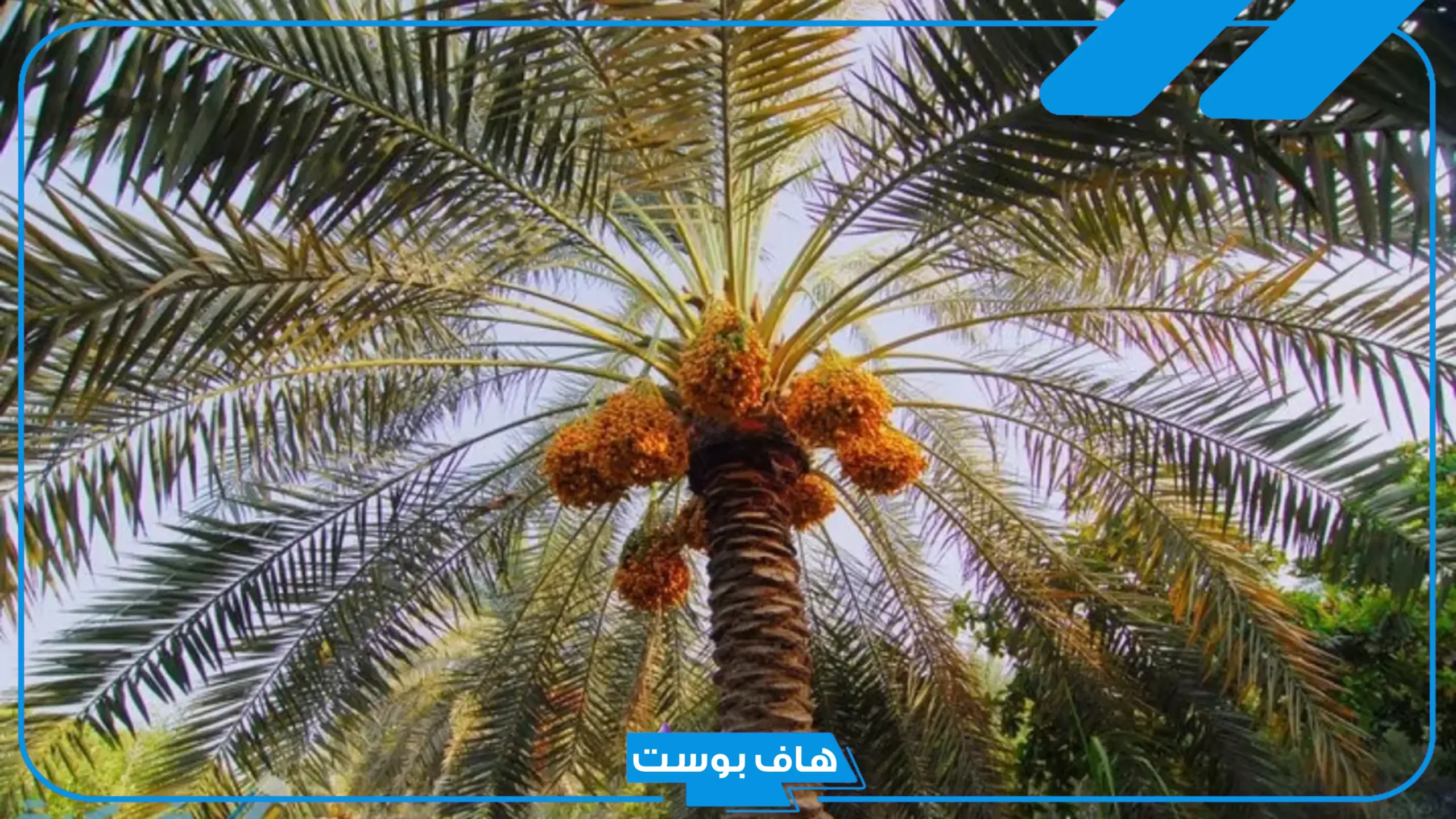 تفسير حلم النخل والبلح في المنام لابن سيرين والنابلسي