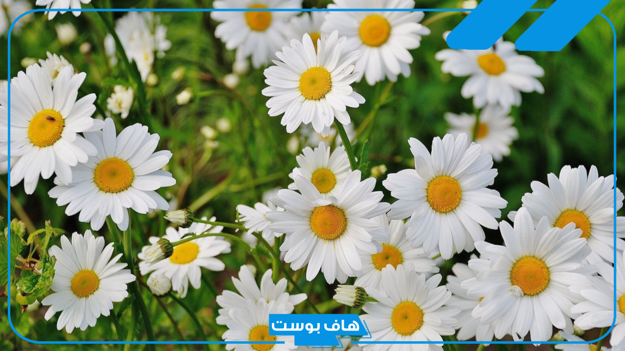 تفسير حلم ورد ابيض في المنام ورمزه للمتزوجة والعزباء لابن سيرين