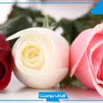 تفسير حلم رؤية الورد في المنام للعزباء والمتزوجة والحامل