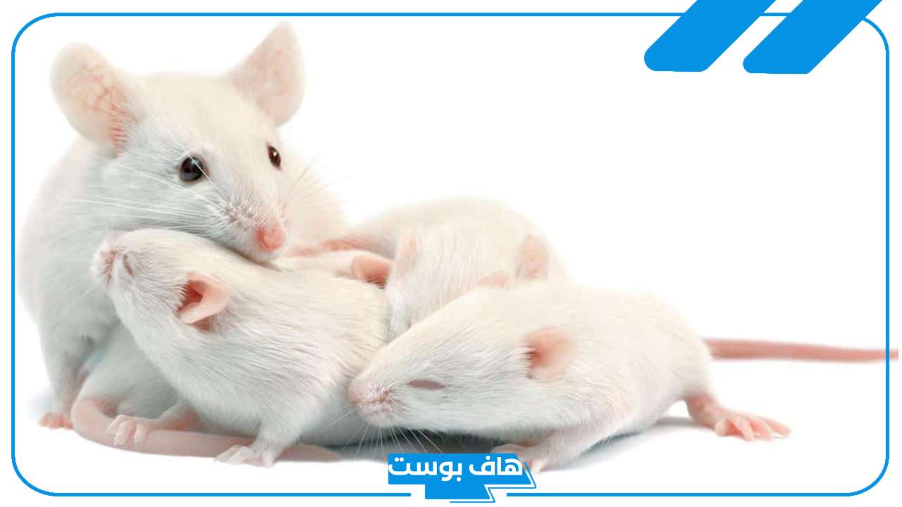 تفسير حلم الفئران في البيت للرجل والمراة المطلقة لابن سيرين