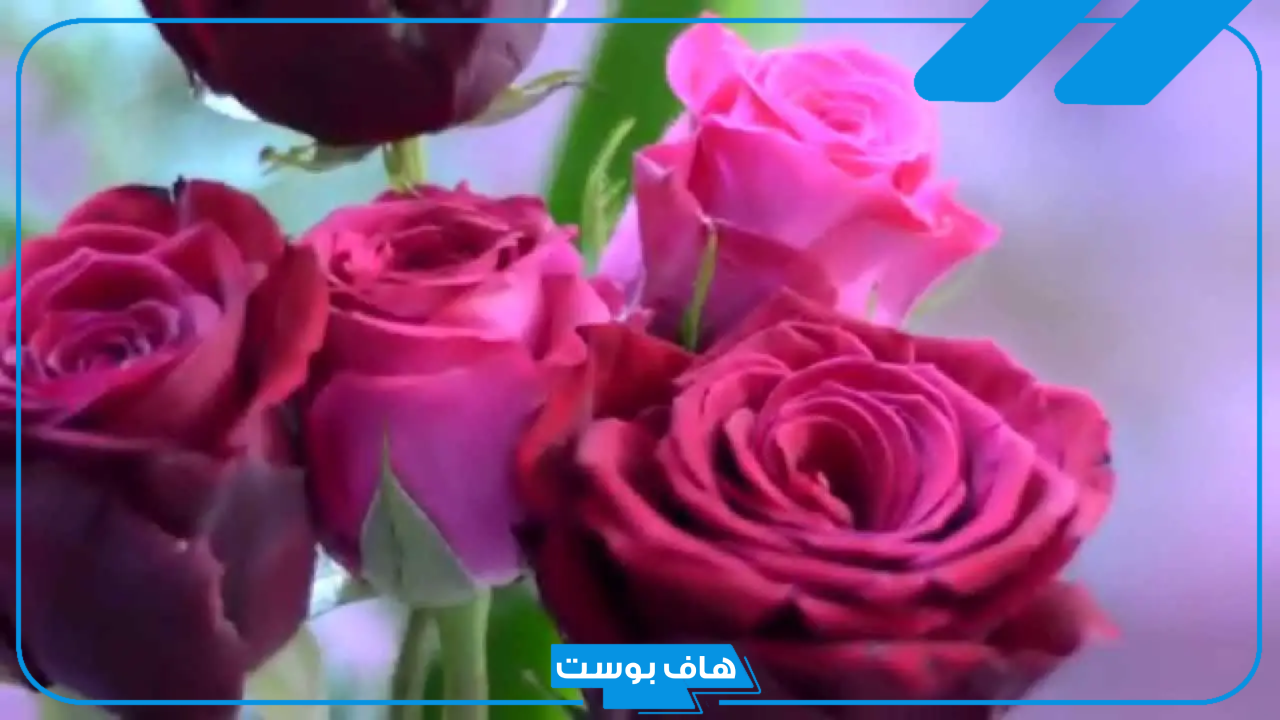 تفسير حلم رؤية الورد في المنام للعزباء والمتزوجة والحامل