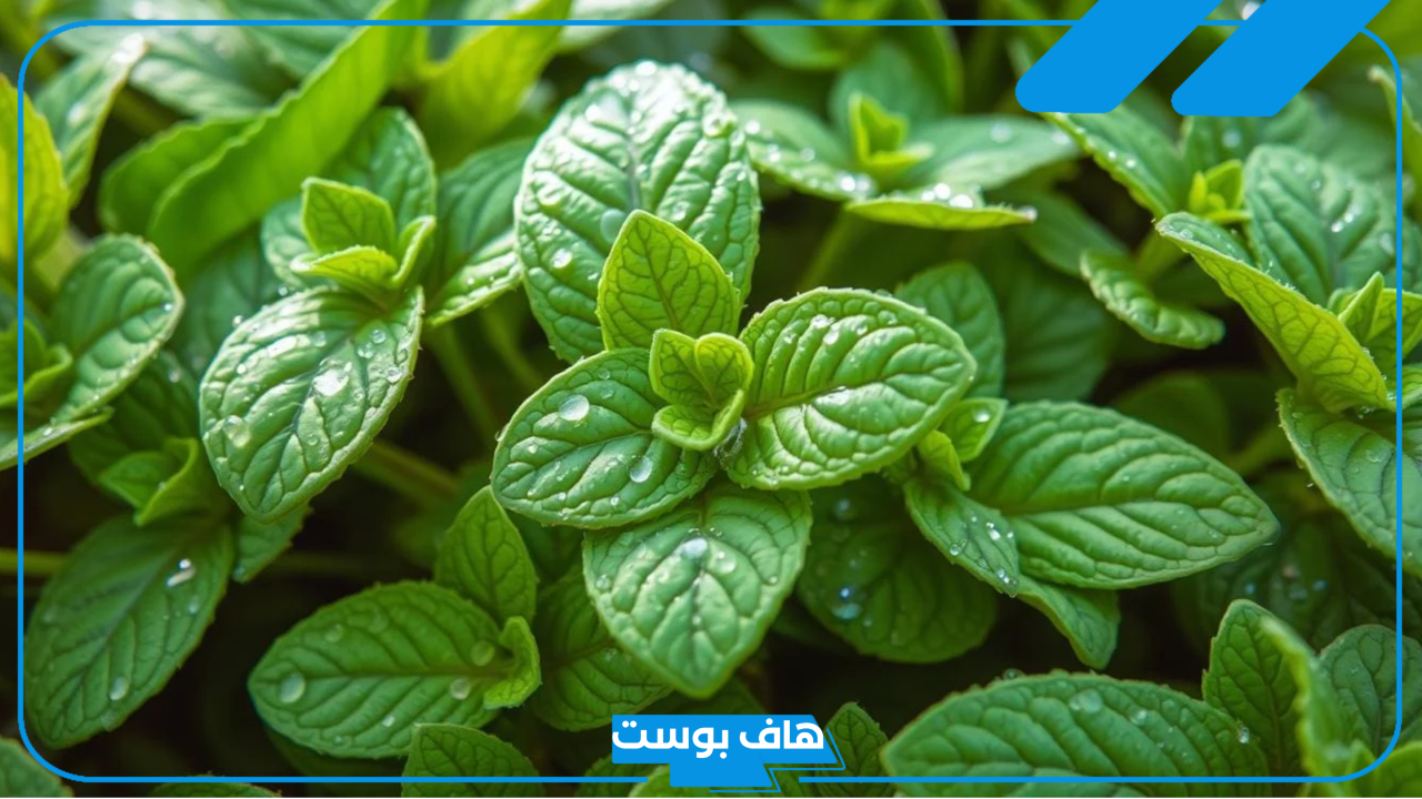 تفسير حلم النعناع في المنام للمرأة المتزوجة والعزباء والمطلقة والحامل