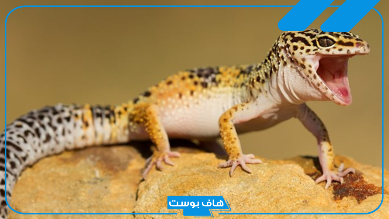 تفسير حلم رؤية البريعصي في المنام داخل المنزل وعلاقته بالحسد