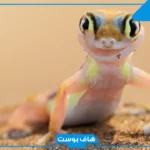 تفسير حلم الوزغ على الجسم في المنام لابن سيرين للمتزوجة والعزباء