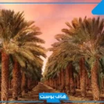 تفسير حلم النخل والبلح في المنام لابن سيرين والنابلسي