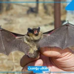 تفسير حلم الخفاش في المنام للرجل ورمزه لابن سيرين