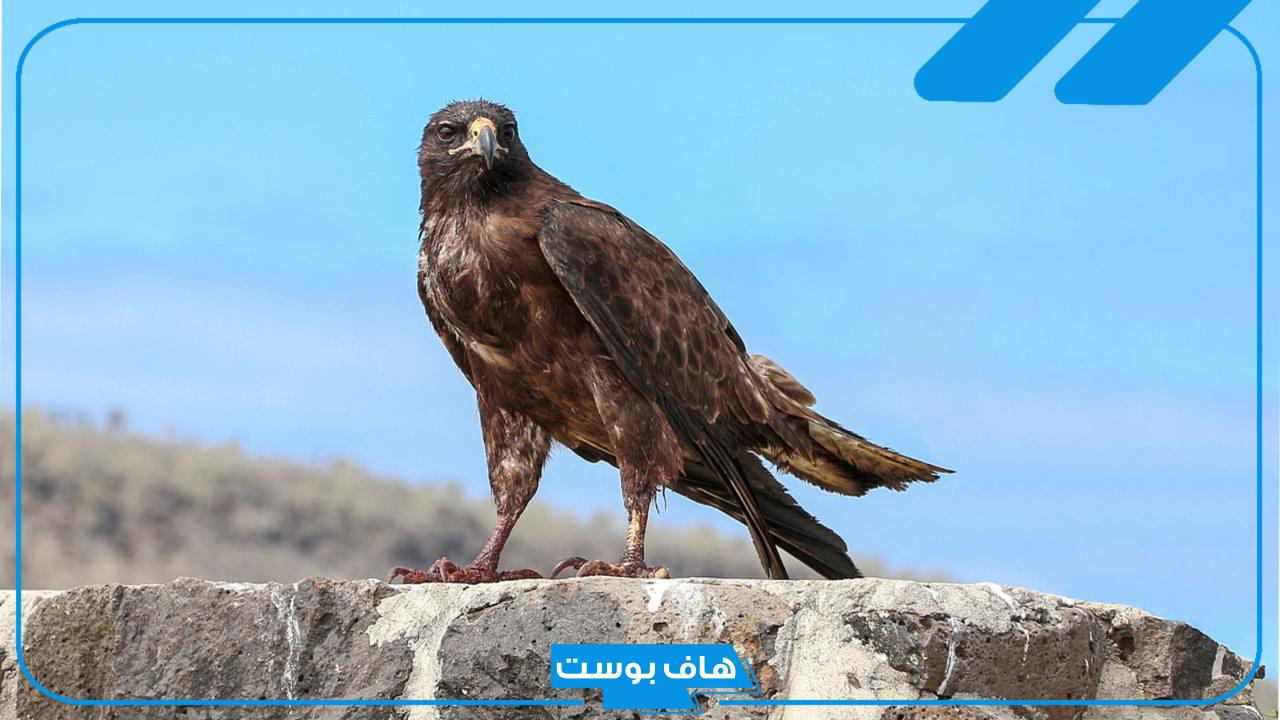 تفسير حلم الصقر في البيت للرجل والعزباء لابن سيرين