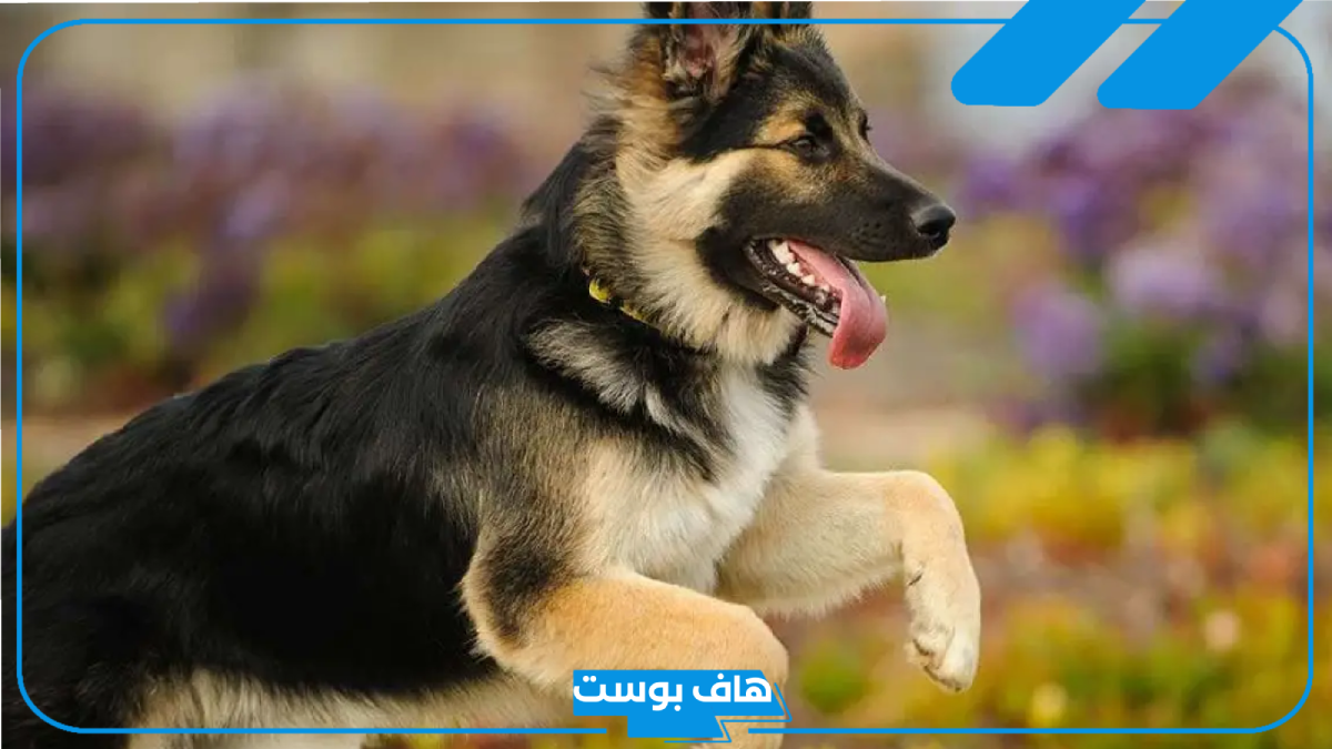 تفسير حلم كلب يلاحقني لابن سيرين والإمام الصادق للمرأة العزباء والرجل