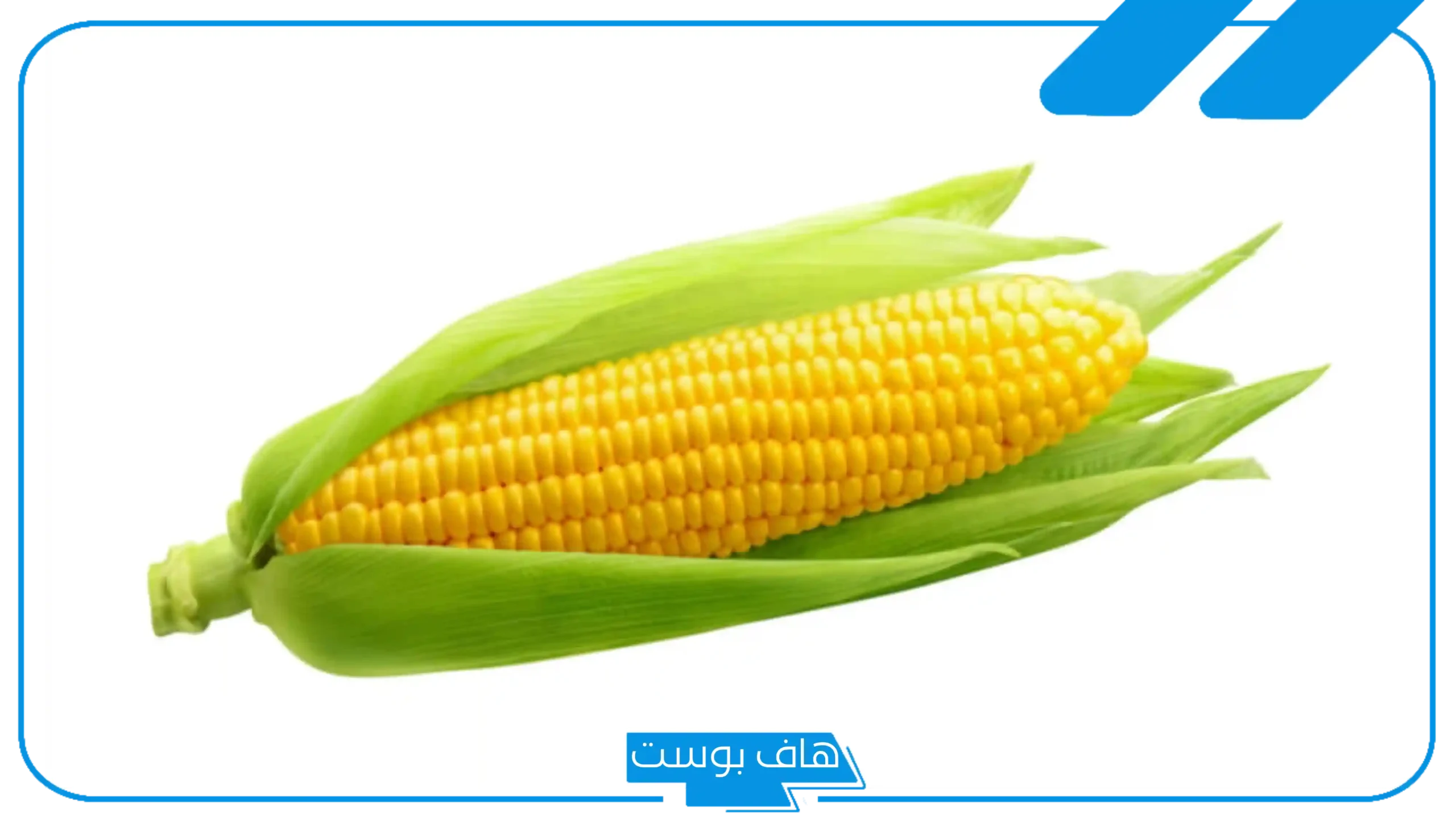 تفسير رؤية الذرة في المنام للرجل والمرأة الحامل وعلاقتها بالجنين لكبار العلماء