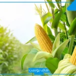 تفسير رؤية الذرة في المنام للرجل والمرأة الحامل وعلاقتها بالجنين لكبار العلماء