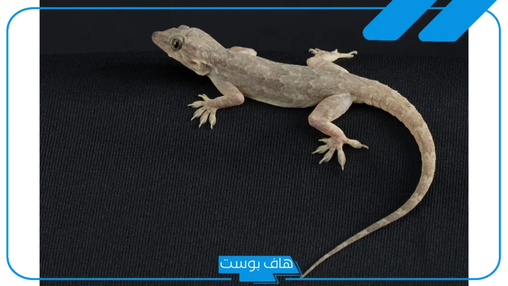 تفسير رؤية السحلية في المنام للرجل والمرأة لابن سيرين