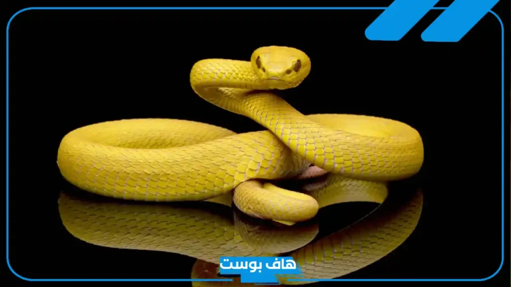 تفسير حلم ثعبان اصفر في المنام لابن سيرين وهجومه للمرأة والرجل
