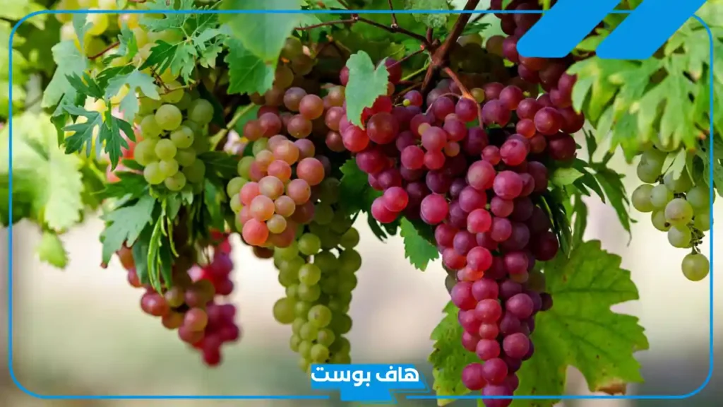 تفسير حلم العنب في المنام لابن سيرين للعزباء والمتزوجة
