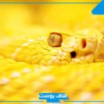 تفسير حلم ثعبان اصفر في المنام لابن سيرين وهجومه للمرأة والرجل
