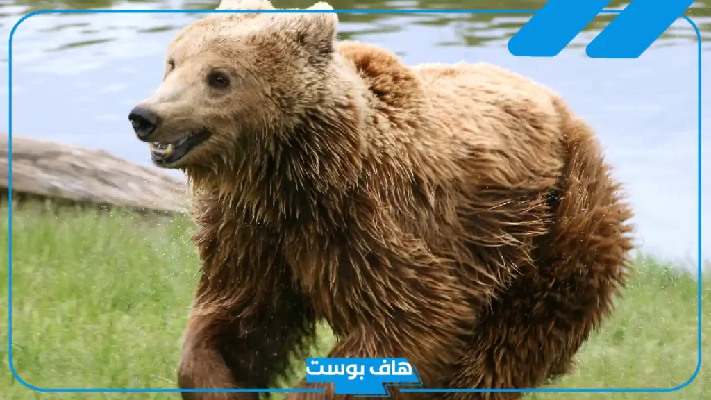 تفسير حلم دب يلاحقني في المنام لابن سيرين للرجل والمرأة