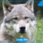 تفسير حلم رؤية هجوم الذئب في المنام لكبار المفسرين