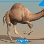 حلمت بجمل يلاحقني في المنام للرجل الأعزب والمرأة العزباء لابن سيرين