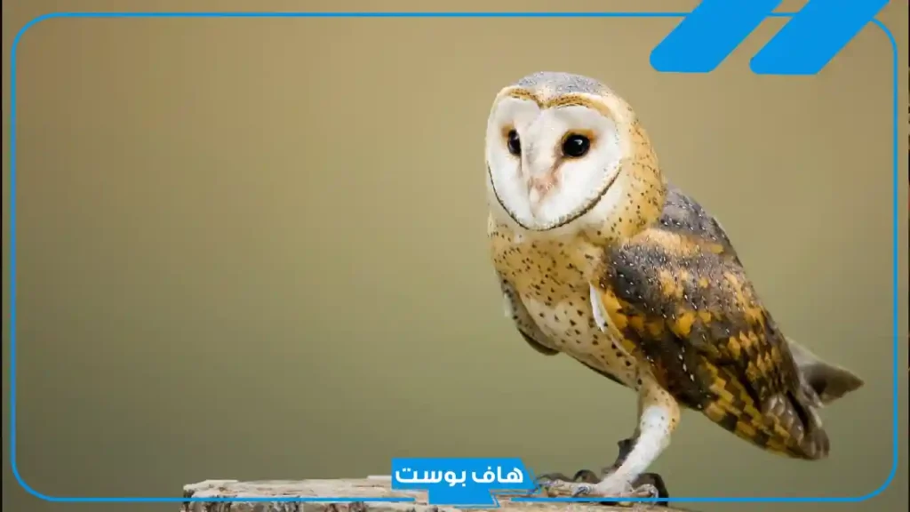 تفسير رؤية البومة في المنام لابن سيرين وهجومها على العزباء