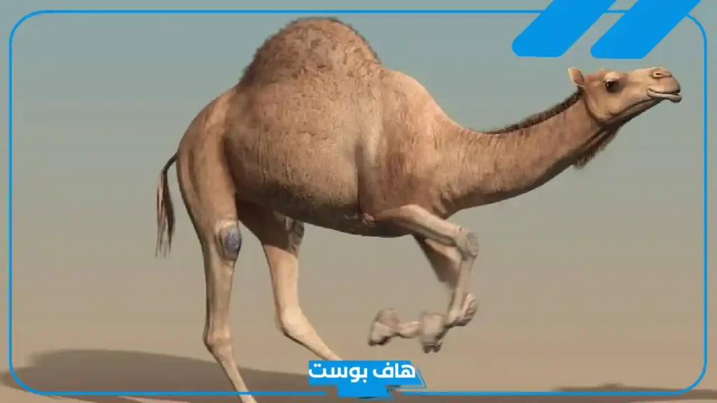 تفسير حلم رؤية الجمل في المنام يلاحقني في المنام للعزباء والمتزوج