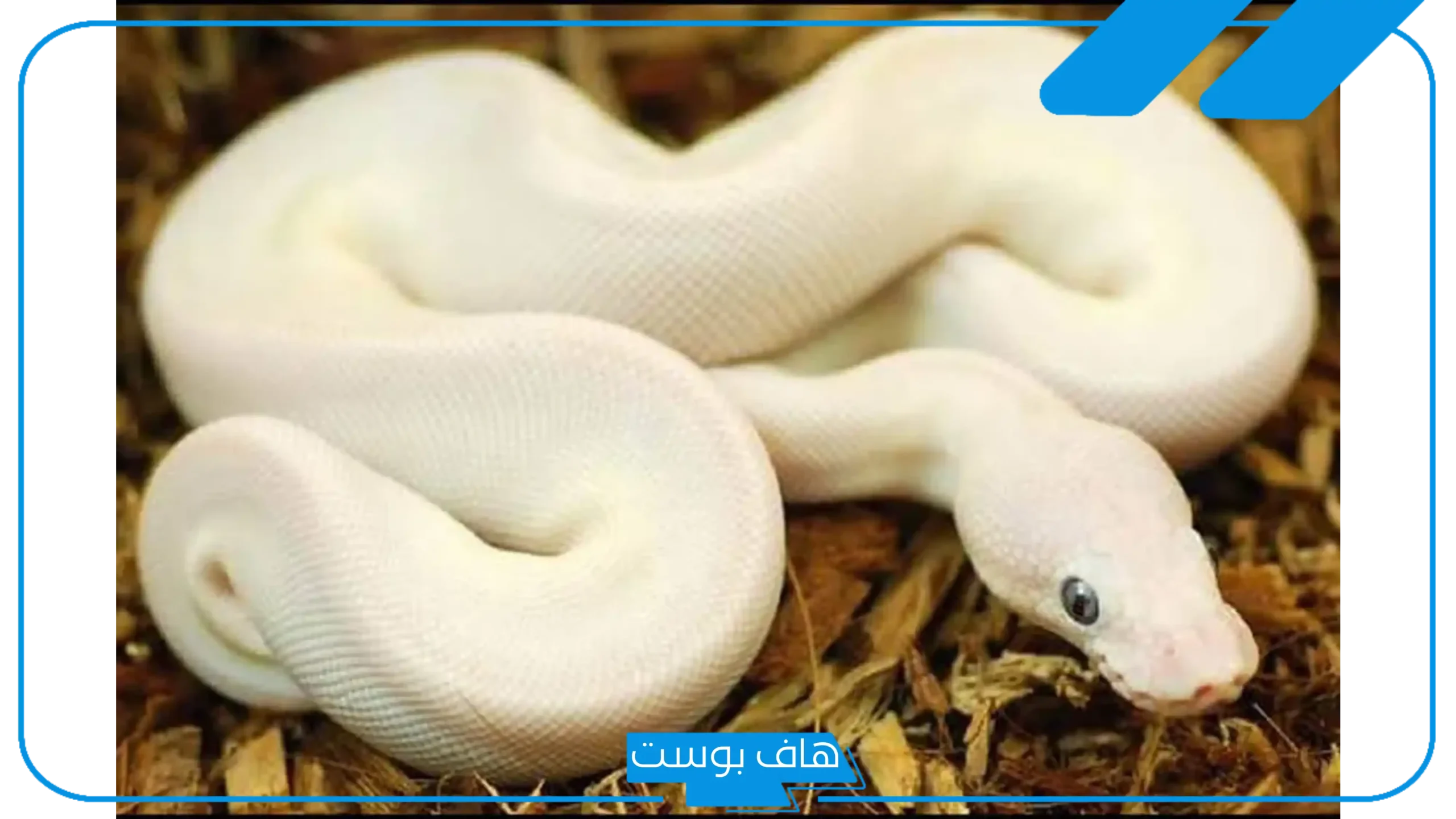 تفسير حلم الحية البيضاء في المنام ورمزها لكبار المفسرين