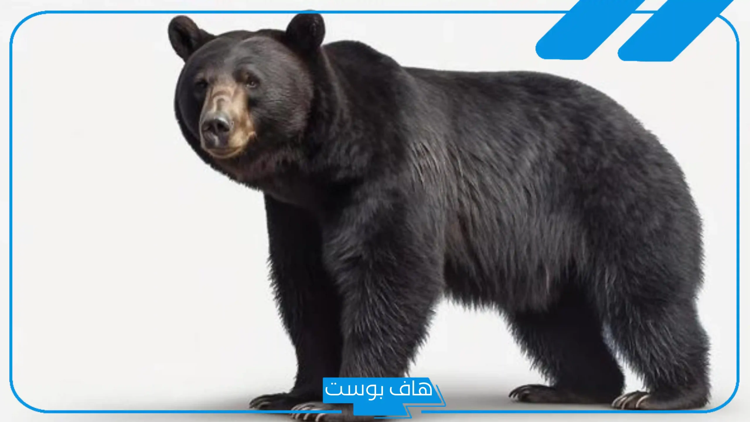 تفسير حلم الدب الأبيض في المنام للرجل والمتزوجة والعزباء لابن سيرين