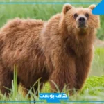 تفسير حلم دب يلاحقني في المنام لابن سيرين للرجل والمرأة