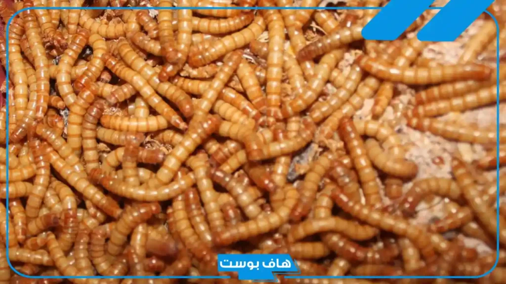 تفسير رؤية الدود في المنام للرجل والمرأة وهل يدل على السحر؟