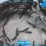تفسير رؤية ماء به دود في المنام للمرأة المتزوجة والعزباء لابن سيرين