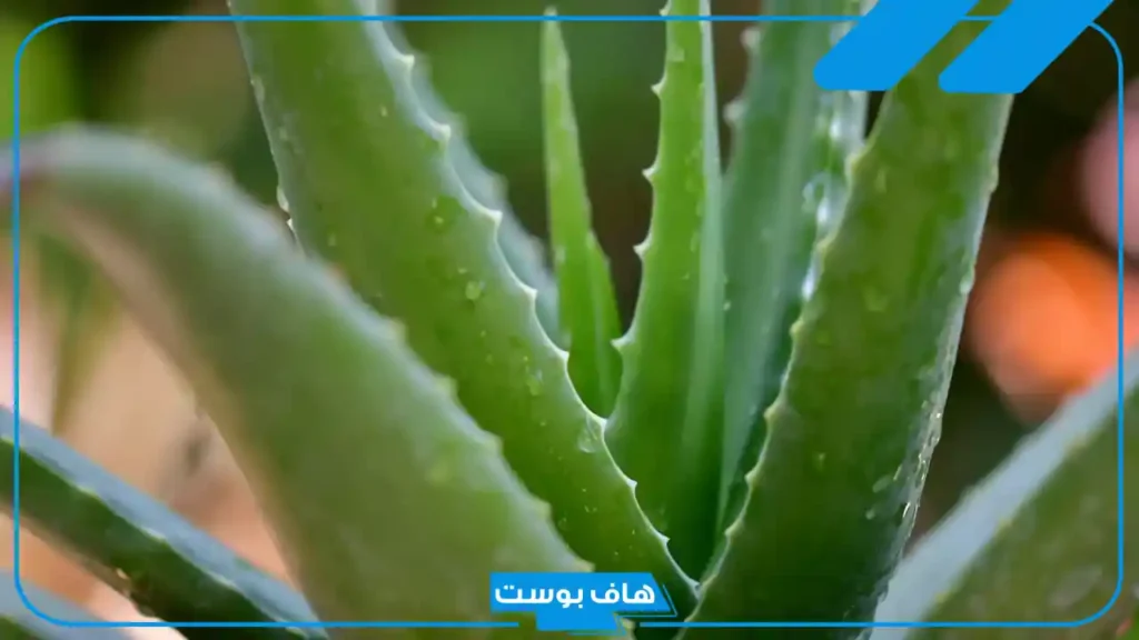 تفسير حلم رؤية نبات الصبار في المنام لابن سيرين