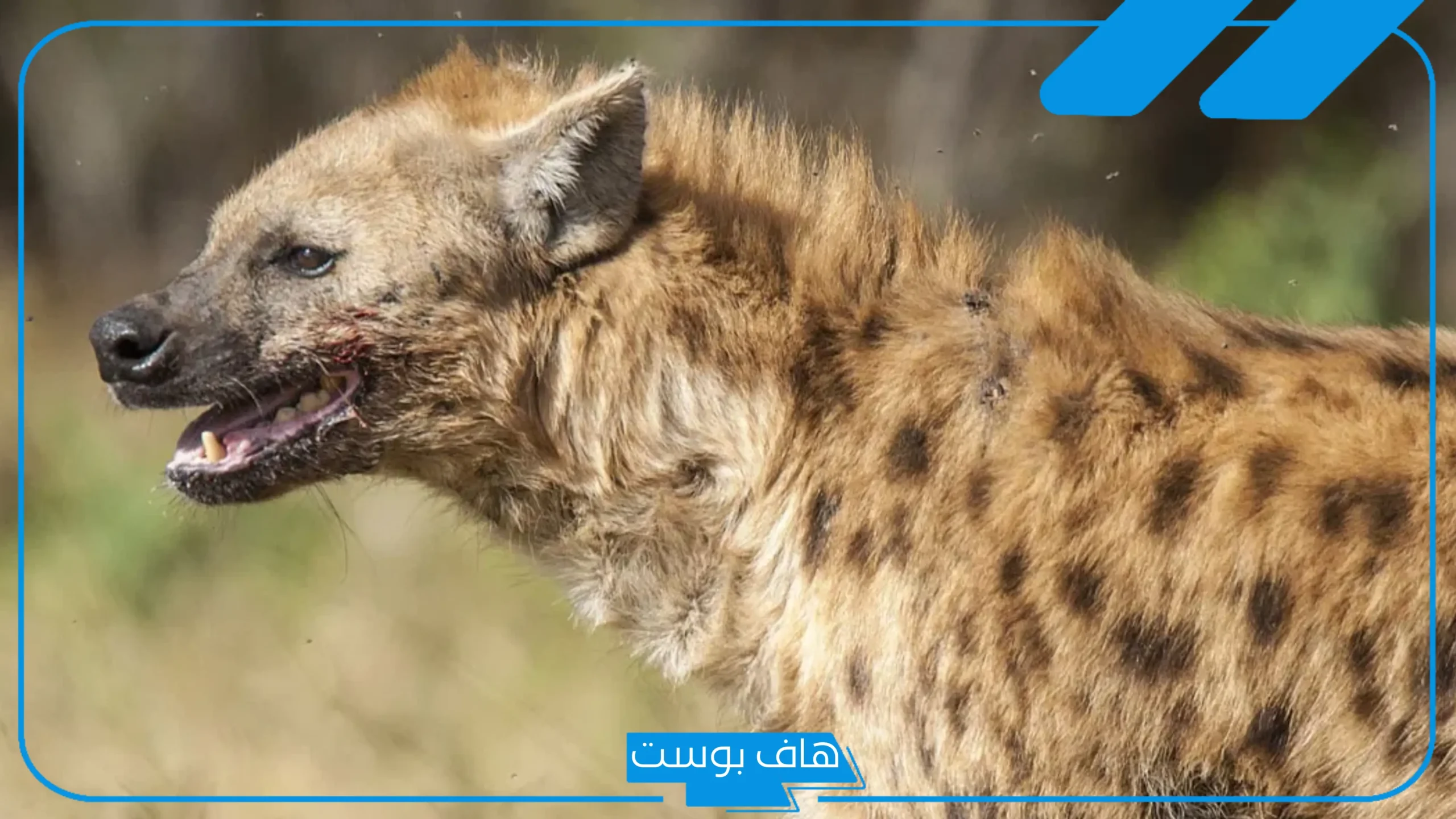 تفسير رؤية الضبع في المنام للعزباء والمتزوجة والرجل عند ابن سيرين