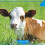 تفسير حلم رؤية العجل في المنام للنابلسي والإمام الصادق