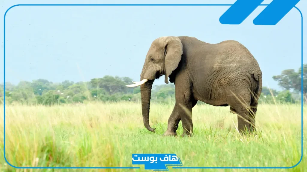 تفسير حلم الفيل في المنام للرجل والمرأة المتزوجة لابن سيرين