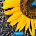 تفسير رؤية بزر عباد الشمس في الحلم لابن سيرين وأكله