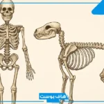 تفسير حلم رؤية عظام الأنسان والحيوان في المنام لابن سيرين
