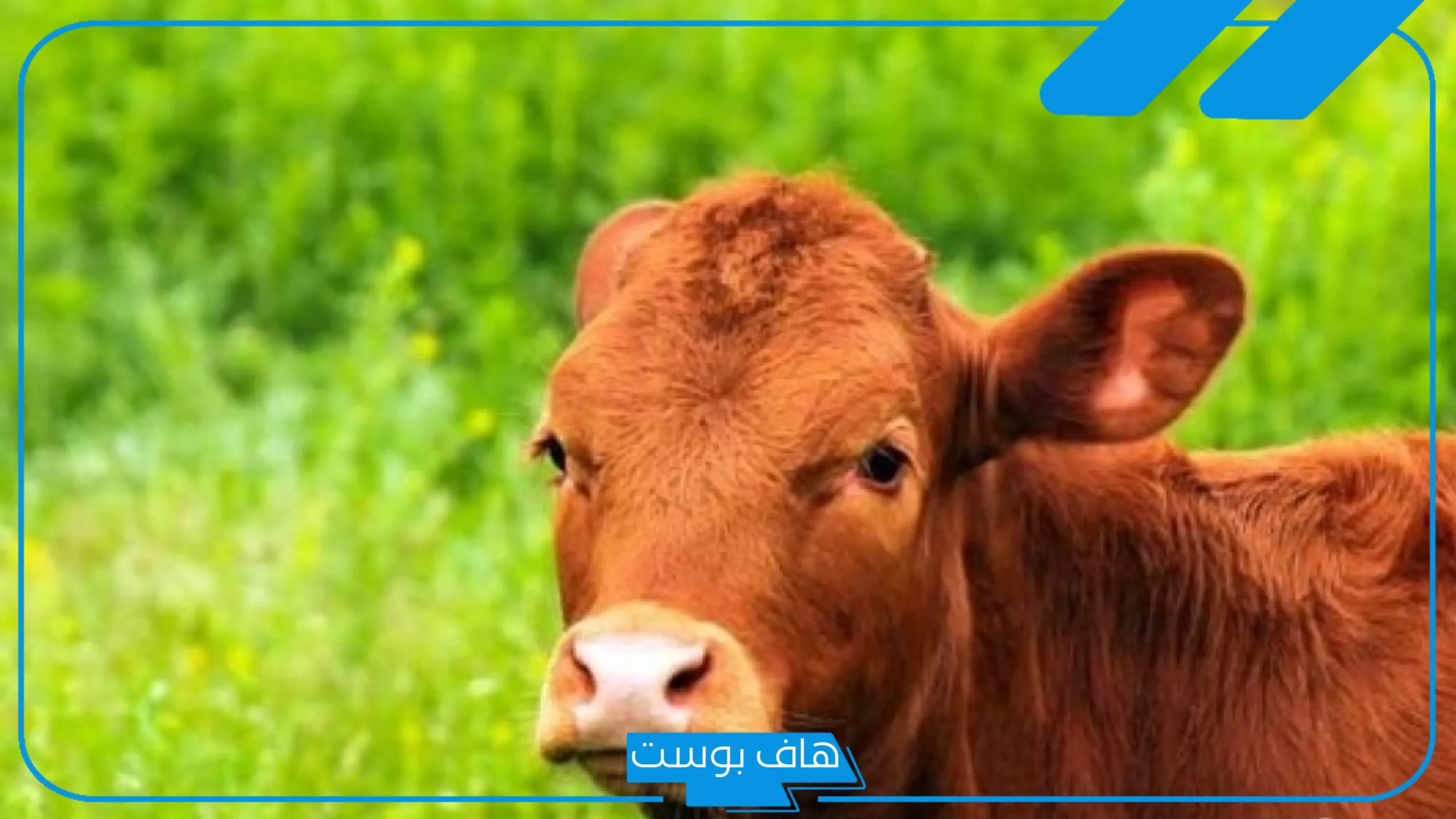ما هو اسم صوت البقرة؟ حقائق ومعلومات عن حياة البقرة