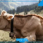 ما هو اسم صوت البقرة؟ حقائق ومعلومات عن حياة البقرة