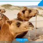 الهزاني وش يرجعون النسب.. أصل الهزاني من وين