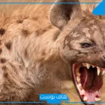 تفسير رؤية الضبع في المنام للعزباء والمتزوجة والرجل عند ابن سيرين